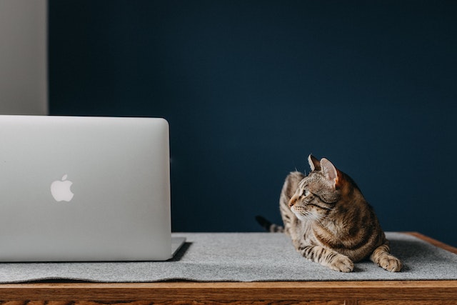 Kot patrzy na laptop Apple
